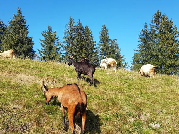 Ziegenherde auf dem Napf