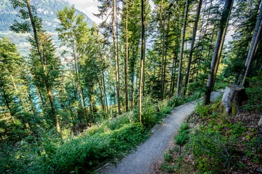 Brennwald