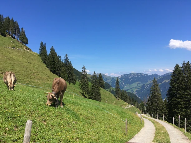 Miseren, Kühe und Landschaft