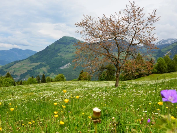Hexenboden, Wirzweli