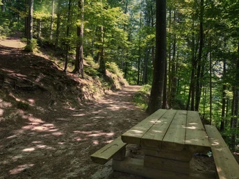 Weg durch den Waldlehrpfad