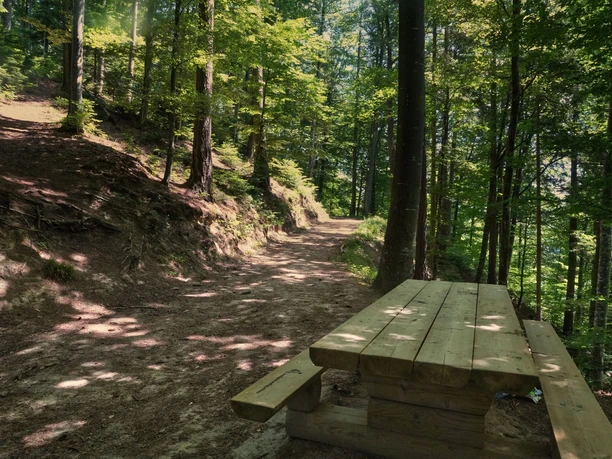 Weg durch den Waldlehrpfad