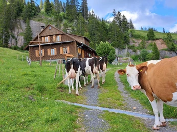 Glückliche Kühe auf der Alp Trieb