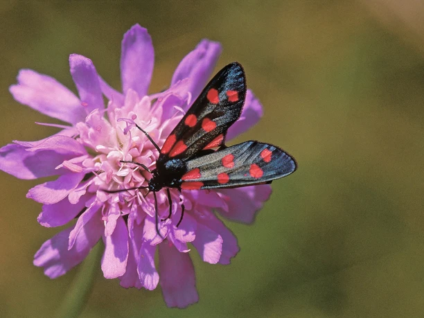 Schmetterling im Gebiet Turren