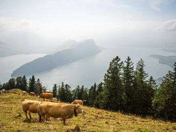 Auf dem Dossen triffst du tierische Freunde
