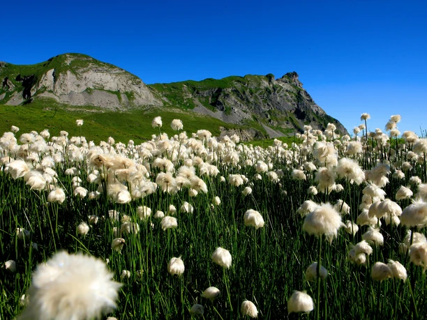 Blumen auf der Bergtour Hochstollen