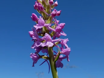 Violette Knabenkraut Alpenblume