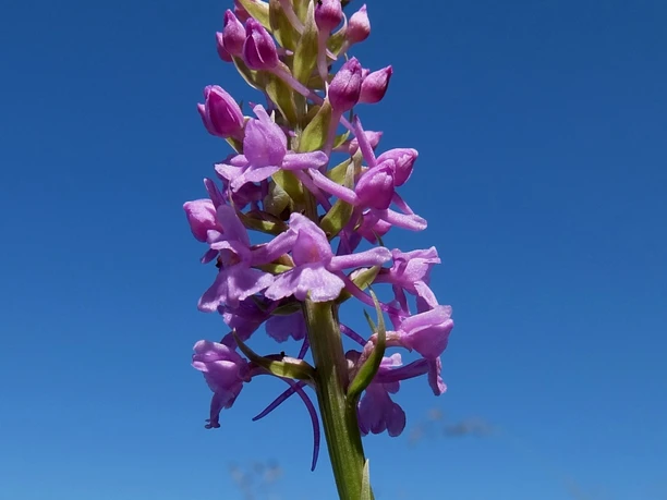 Violette Knabenkraut Alpenblume