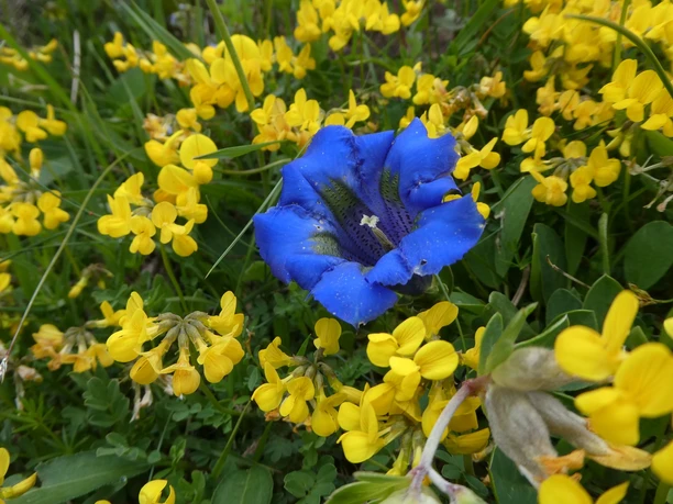Blaue Enzian