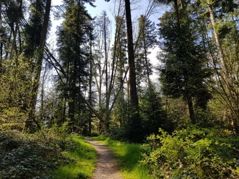 Auf zum Teil malerischen Pfaden im Soppiseewald