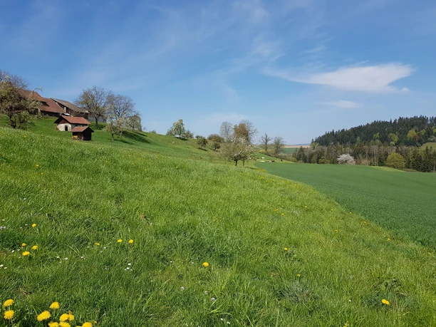 In der Nähe von Neubuchen