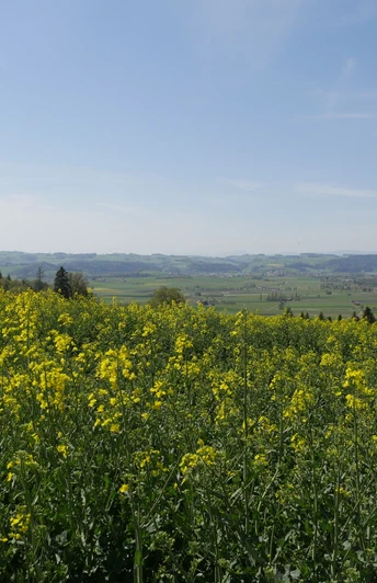 Blick auf die Wauwilerebene