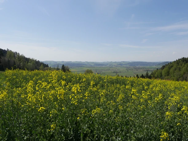 Blick auf die Wauwilerebene