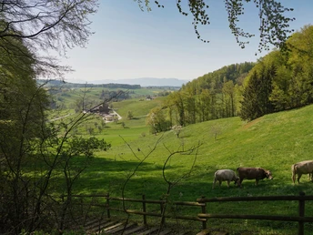 Aufstieg in der Nähe von Altbüron