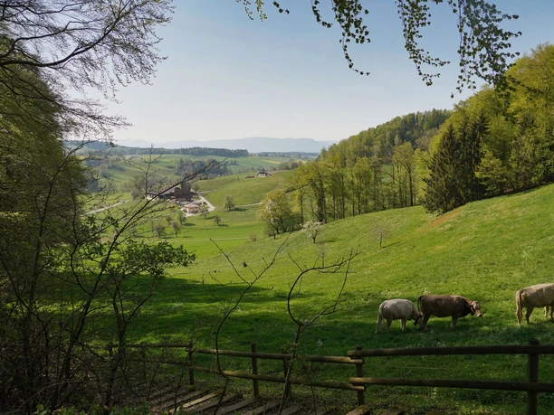 Aufstieg in der Nähe von Altbüron