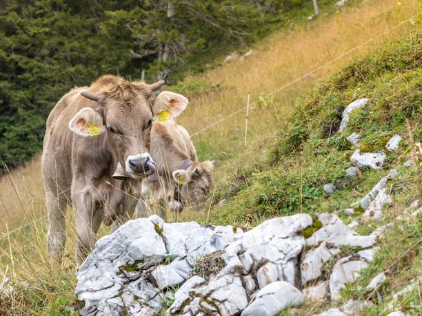 Rinder auf der Alpwiese, nähe Storeggpass