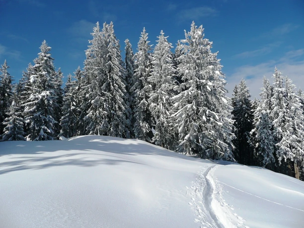 Hochmoor Rothenthurm im Schnee