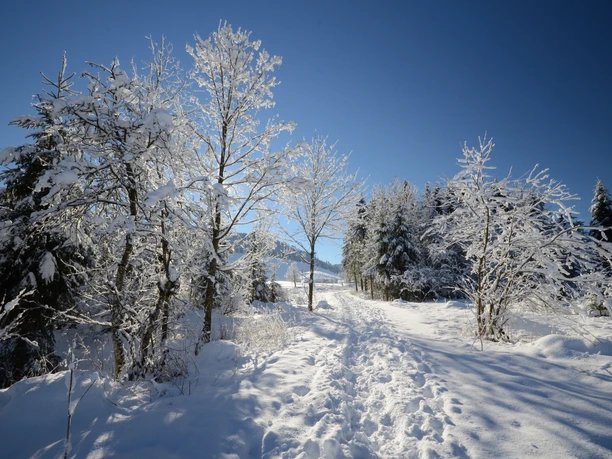 Winterlandschaft Hochmoor Rothenthurm