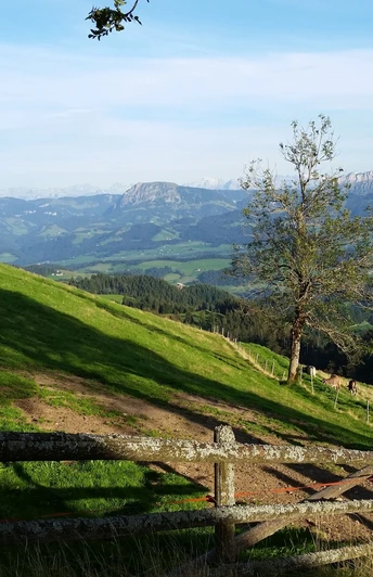 Esel auf der Alp Oberänzi