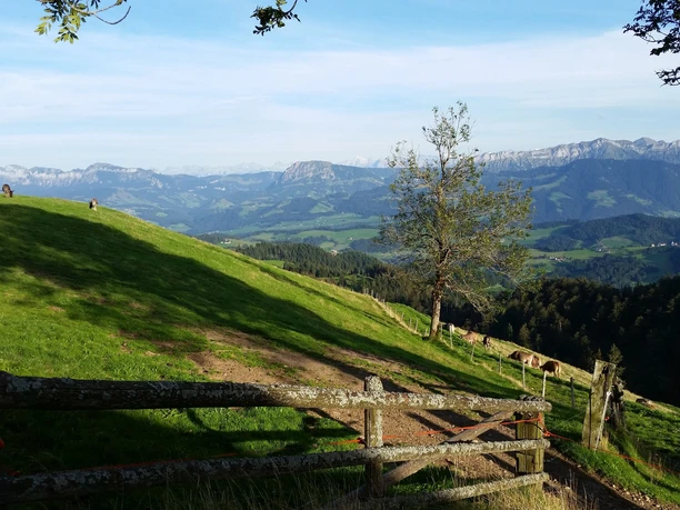 Esel auf der Alp Oberänzi