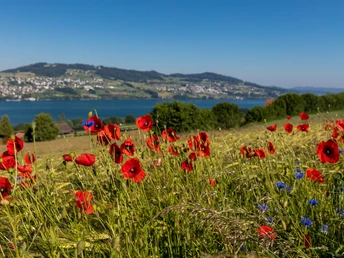 Blick auf den Hallwilersee