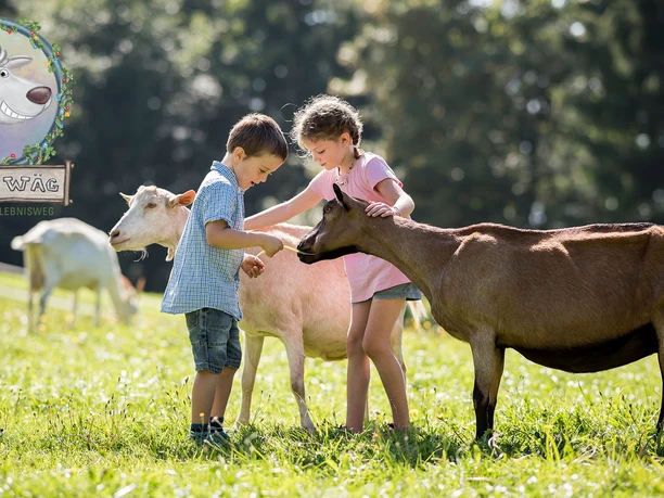 Ziegenhof Blüemlisberg