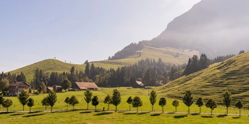 Die Baumallee mit Sicht auf die Holderen-Hütte