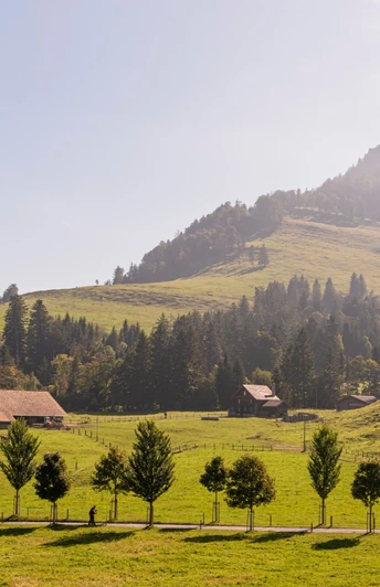 Die Baumallee mit Sicht auf die Holderen-Hütte