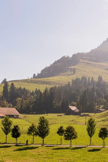 Die Baumallee mit Sicht auf die Holderen-Hütte