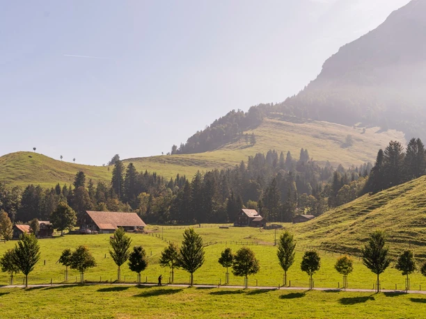 Die Baumallee mit Sicht auf die Holderen-Hütte