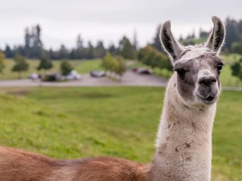Tierische Freunde begrüssen Sie auf der Seebodenalp