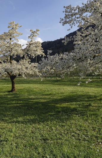 Blütenzauber in Arth.