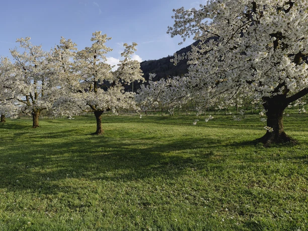 Blütenzauber in Arth.