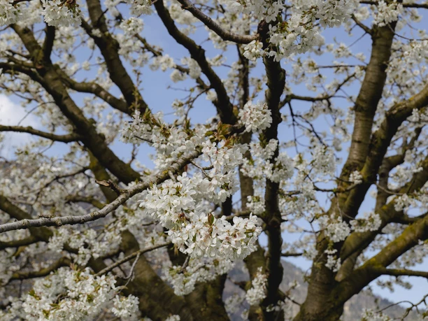 Blütenpracht im Frühling.