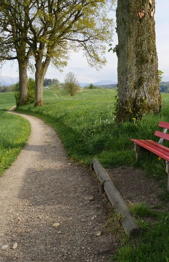 Vor Studenweid, im Hintergrund der Pilatus