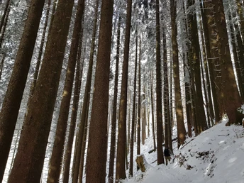 Auf dem Weg zwischen Grüebli und Niederenzi