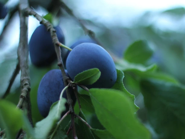 Obstlehrpfad Zwetschgen
