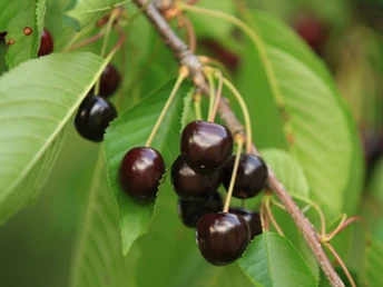 Obstlehrpfad Magda Kirschen