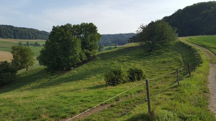 Weide Guggehübel