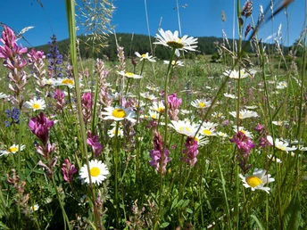 Blumenwiese Guggehübel