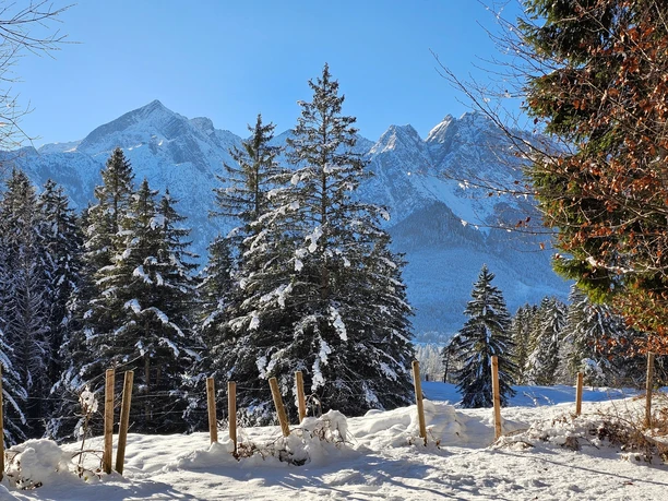 Kramerplateauweg Verschneiter Waldweg mit Tannen vor markanten Alpenbergen unter klarem Winterhimmel
