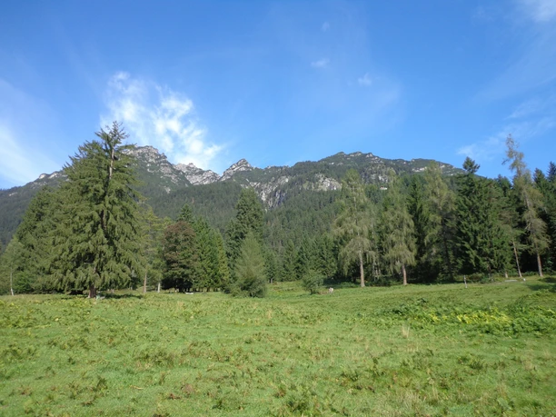 Kramergebirge Grüne Wiese vor dichtem Wald mit felsigem Bergkamm unter blauem Himmel und leichten Wolken