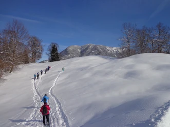 Schneeschuhwandern rund um die Kochelbergalm Gruppe beim Schneeschuhgehen über verschneite Hänge vor bewaldetem Berg und blauem Himmel