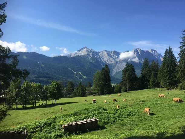 Blick vom Kramerplateauweg Weide mit grasenden Kühen vor bewaldeten Hängen und markanten Gipfeln unter blauem Himmel