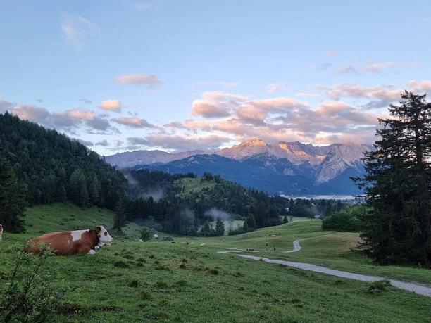 Philosophenweg mit Blick Richtung Garmisch-Partenkirchen Du siehst eine Kuh auf einer Wiese. Ein Weg fĂĽhrt zu Bergen im Hintergrund.