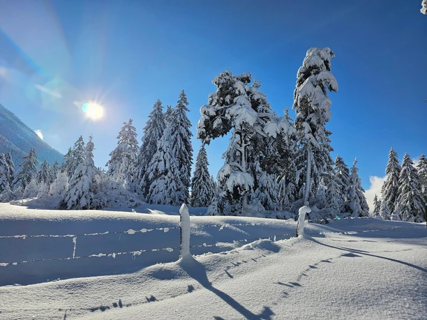 Föhrenheide Farchant Du siehst hohen Schnee. Viele Tannen tragen Schnee. Die Sonne steht hell am Himmel.