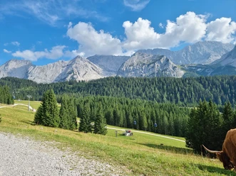 Weite Berglandschaft mit Fichtenwald, Wiesen, Seilbahn und einem Rind am Bildrand unter blauem Himmel