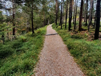 Wanderweg durch den Wald