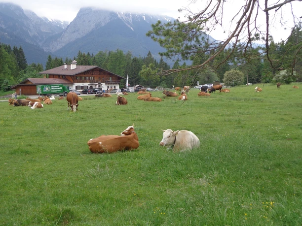 Almhütte Weidende Kühe auf grüner Almwiese vor einem Holzgebäude und wolkenverhangenen Bergen