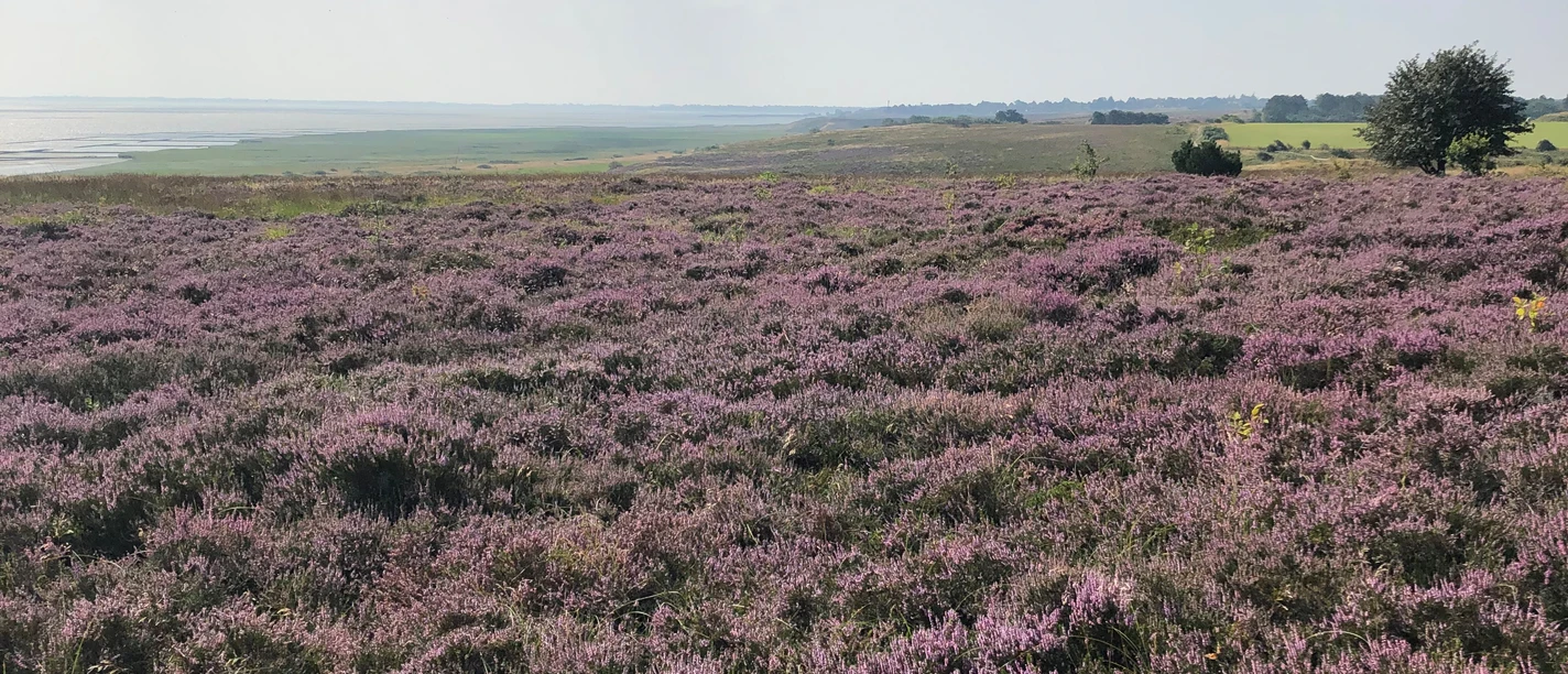 Blick auf die Braderuper Heide in Kampen_quer.jpg